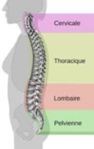 colonne vertebrale - zone lombaire